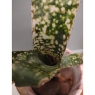 Bromeliad Billbergia Mariposa