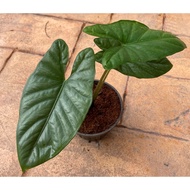 TamGarden Alocasia Heterophylla Corazon Exotic Home Garden Rare Plant / Keladi Corazon