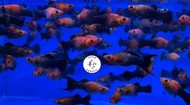 Panda Molly Fish/ Freshwater/ Livefish/ 熊猫茉莉