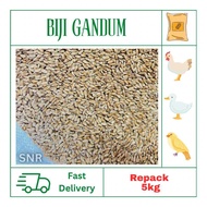 [Repack] 5kg Biji Gandum Makanan Haiwan / Wheat Grain Animal Feed