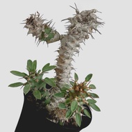 zac.culent - Euphorbia x 'Groenefica' (Euphorbia venefica x groenewaldii) (Caudex Succulent)