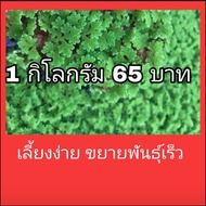 แหนแดง พันธุ์กรมวิชาการเกษตร (ไมโครฟิลล่า) น้ำหนัก 1 กิโลกรัม + ปุ๋ยคอก 200 กรัม เลี้ยงง่าย ขยายพันธ