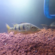 ( GACOR ) Peacock Bass (Pbass) Mono size 18-20cm