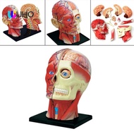 [WUHO] 4D Assembled Humans Skeleton Anatomical Model Teaching Supplies Education Toy Sciences Anatom
