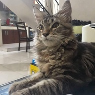 kucing mainecoon jantan