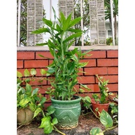 Lucky Bamboo/Lotus Bamboo/Guan Yin Bamboo in Pot/Lucky Bamboo/Indoor Plant/Lotus Bamboo dlm Pasu/Pok