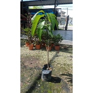 Anak pokok mangga Erwin cepat berbuah