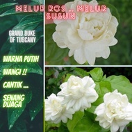 Pokok Bunga Melur Susun / Melur Rose, Pokok Bunga Melur Kampung, Bunga Melati Putih, Bunga Jasmine