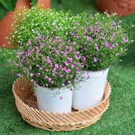 [50biji] Biji Benih Gypsophila | Flower Seed - Gypsophila