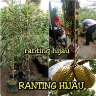 Bibit Durian Musangking-Musang King 1 Meter Lebih