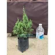 Pokok Krismas / Pokok Krismas Pine