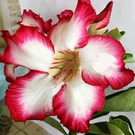 2*Desert Rose Real Plant - Mixed Color Plants (Adenium obesum):Package Contatins seeds