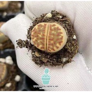 Lithops Premium Grade 4++ Years Dorotheae 丽虹玉生石花 READY STOCK FROM MALAYSIA Premium live Plant