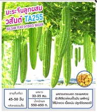 เมล็ดพันธุ์ มะระ มะระจีน วสันต์ ทีเอ255 -Balsam Pear Wasan TA255 ตราดอกแตง เมล็ดพันธุ์ เมล็ดผัก คุณภ