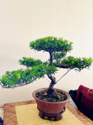小葉 雀舌 羅漢松（迎客松、葉子細小，樹粗7厘米、70厘米高）清貨特價 $2600