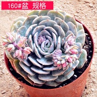 Lotus Leaf Lotus Succulent Stall Potted Plant Yunnan Succulent Plant Base Greenhouse Succulent Plant