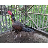 100% telur ayam fertil telur tetas pama bulbi x biangmangon -