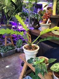 黃金火之戒蔓綠絨 Philodendron ‘Golden Crocodile’