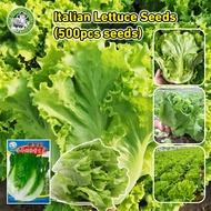 สินค้าดี มีคุณภาพ - Lettuce Seed เมล็ดพันธุ์ ผักกาดหอม อิตาลี สีเขียว งอกง่าย เมล็ดพันธุ์ ผักสลัด หั