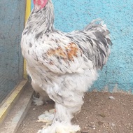Ayam Brahma Jantan Super Murah