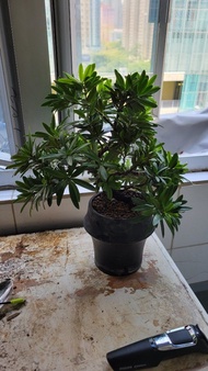 羅漢松 盆景 室內盆栽植物