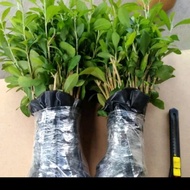 Tanaman hias lee Kwan yu paket 20 Batang - tanaman hias menjuntai