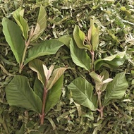 Selected Pure Dried Young Guava Tops 4 Leaves