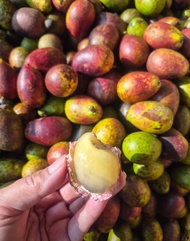 Buah matoa segar 1 kg 3 rasa asli Papua dengan kulit berwarna merah kuning hijau dan daging buah kun