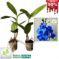 restock anggrek dendrobium - tanaman hias anggrek dendrobium blue