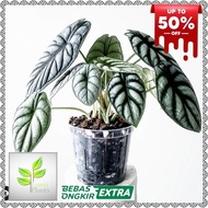 Yready Tanaman Hias Alocasia Silver Dragon Dragon Scale Silver Rawatan