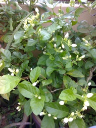 TSC - Arabian Jasmine Stem Cutting/ Keratan batang pokok bunga melur kampung bunga wangi tanaman kom