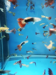 ASSORTED GUPPY /LIVE FISH /IKAN HIASAN /ORNAMENTAL FISH /AQUARIUM NEED /READY STOCK