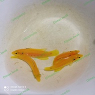 Ikan Hias Laut | Keling Kuning Asli | Bodianus Bimaculatus