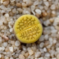 [Yellow Lithops Hallii 黄巴厘] 生石花 High Quality Selected Lithops 已挑选 品种 As Picture 岛田 番杏