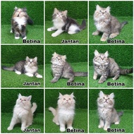 Jual Kitten Persia Anak Kucing Angora Anggora Lucu Flatnose Terbaru