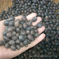 Sg Large Lotus Seed Pond Water-Cultivating Lotus Four Seasons Lotus Root Outdoor Potted Lotus Seed O