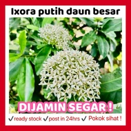 RINA • ixora putih daun besar • pokok hidup coccinea jejarum pecah periuk siantan seganding jantan P
