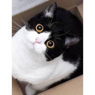 British Shorthair Hitam dan Putih Lembu Anak Kucing Rambut Pendek Kucing Binatang Haiwan Comel Haiwa