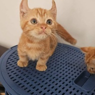 Kucing munchkin / kucing kaki pendek / kucing cebol TERLARIS