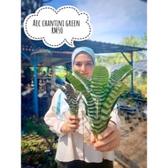 BROMELIAD VIRAL / RARE / AEC CHANTINI GREEN