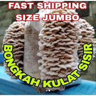 READY STOCK BONGKAH KULAT SISIR/ CENDAWAN KUKUR Kelantan