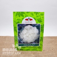 New Item!, Benih Bunga Kol Aquina F1 10 Gram Panah Merah Bibit Sayur Kembang Hijau Putih Hidroponik 