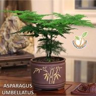 [Best Buy] ASPARAGUS Umbellatus Live Plant for indoor/ Pokok Hiasan Hidup Asparagus Mini Bonsai