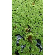 Azolla microphylla animal feed 2kg, azolla microphylla seeds, azolla fish feed, feed