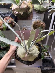 P. Veitchii High Finger Aus 王姿婷高手指澳銀野銀鹿角蕨（亞克力板植）兩棵立葉銀鹿