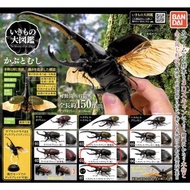 GASHAPON 昆蟲圖鑑 獨角仙 環保扭蛋 Bandai 赫克力士長戟大兜蟲（黑）