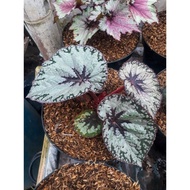 BEGONIA REX SILVER SIZE SMALL TANAMAN HIAS