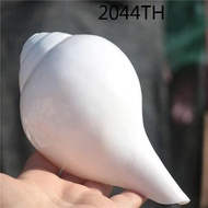 ✲Natural conch shell Nepalese French snail horn instrument instrument blowing snail Tibetan conch➳