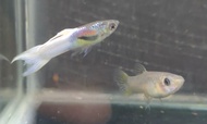 Buy 1 pair free 1pair White Endler Guppy 1pair guppy fish live fish