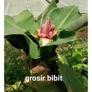 Bibit pisang Brazil ( pisang mini)